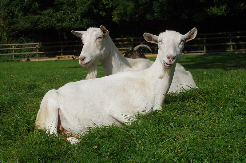 texas goats for sale